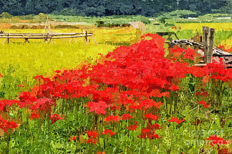 Red Spider Lilies Vivid Rice Field Rural Painterly Photograph by Beverly Claire Kaiya