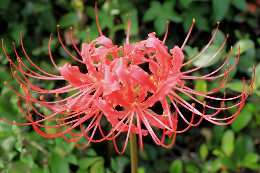 Red Spider Lily Photograph By Betty Northcutt - Fine Art America