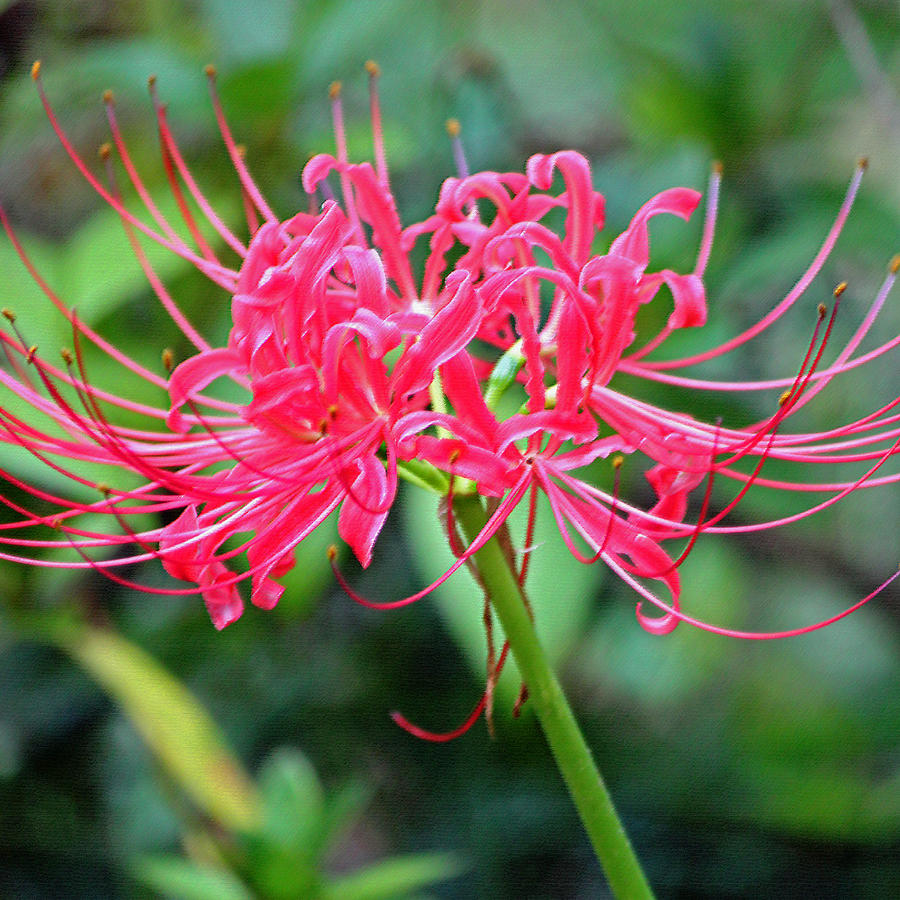 Red Spider Lily Enhanced Photograph by Suzanne Gaff