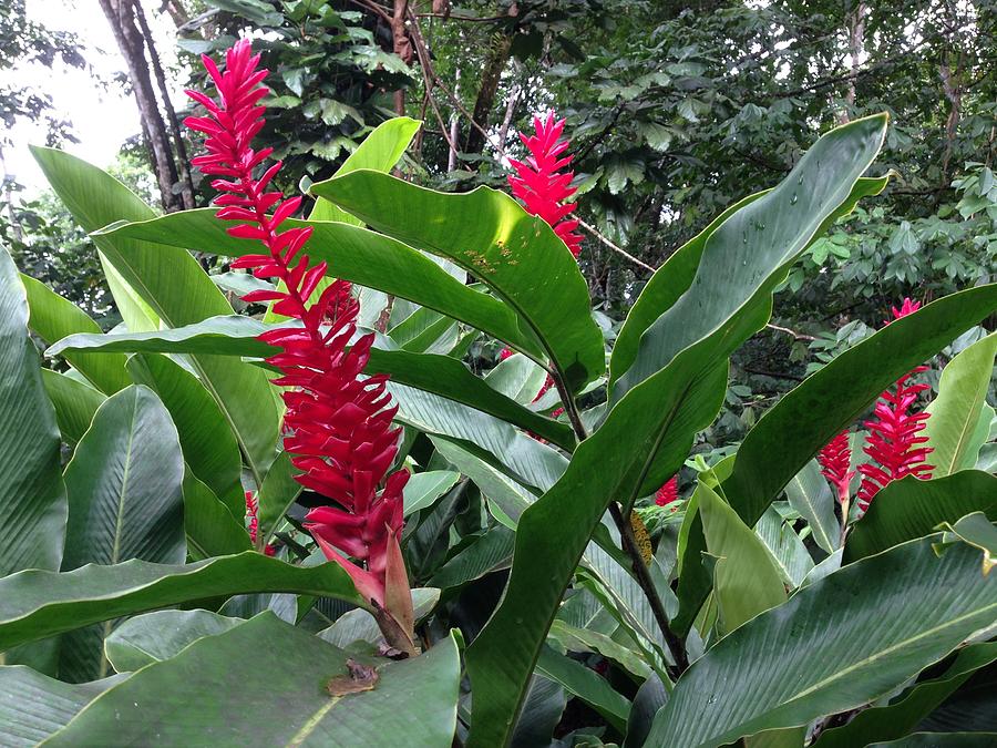 Nature Photograph - Red spikes in St Lucia by Ron Torborg