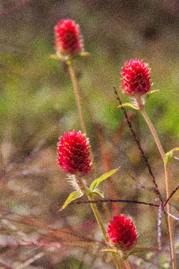 Red Spiky Flowers Photograph by Karen Stephenson