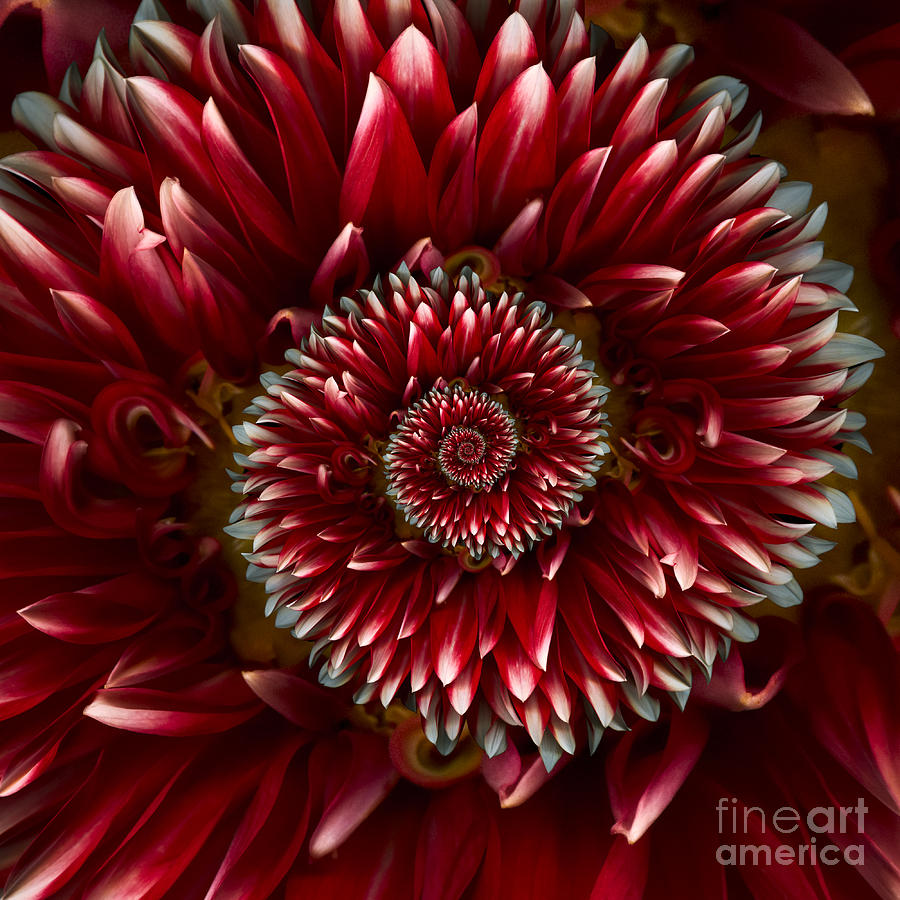Abstract Photograph - Red Spiral Dahlia by Oscar Gutierrez