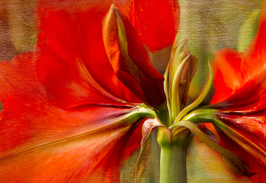Red Photograph - Red Splendour by Marilyn Cornwell