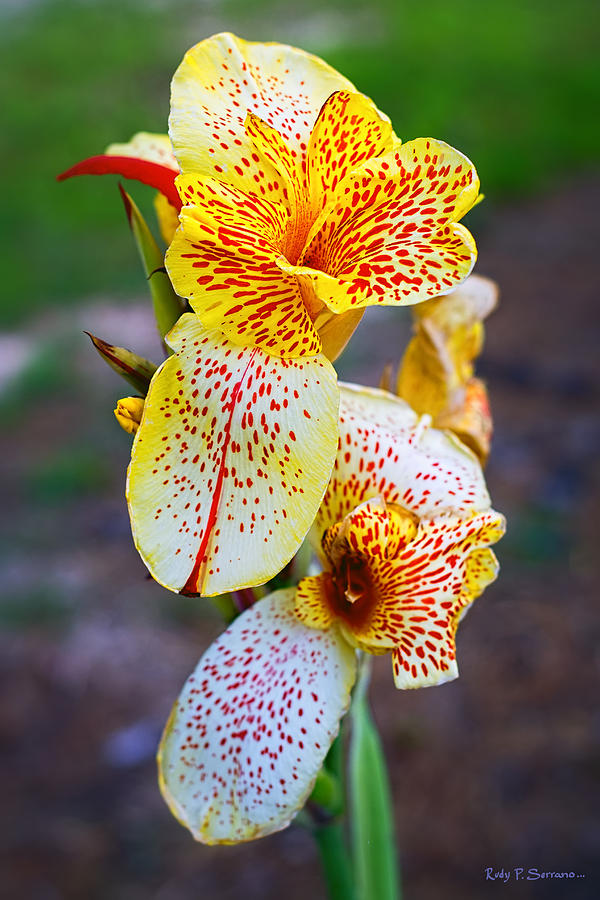 Red Spots Photograph by Rudy P-Serrano - Fine Art America