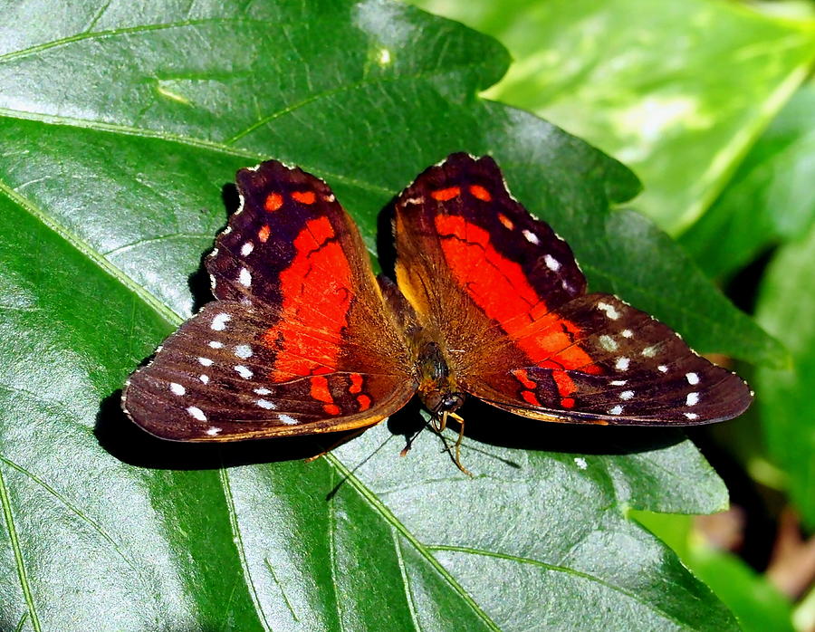 Red Spotted Butterfly Photograph by Amy McDaniel