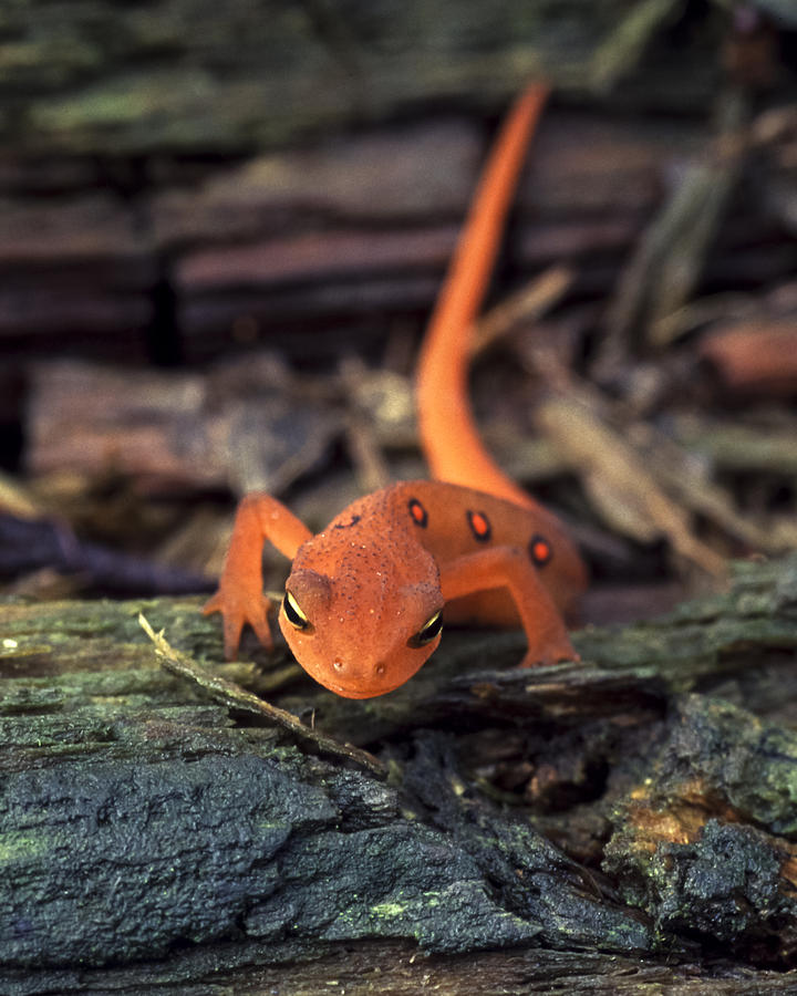 Newt Photograph - Red Spotted Newt by Richard Kitchen