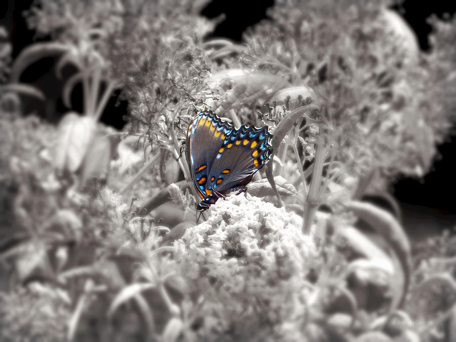 Red Spotted Purple Photograph by Dark Whimsy