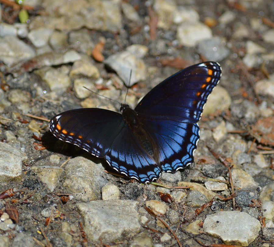 Red Spotted Purple Butterfly - Limenitis arthemis astyanax Photograph ...