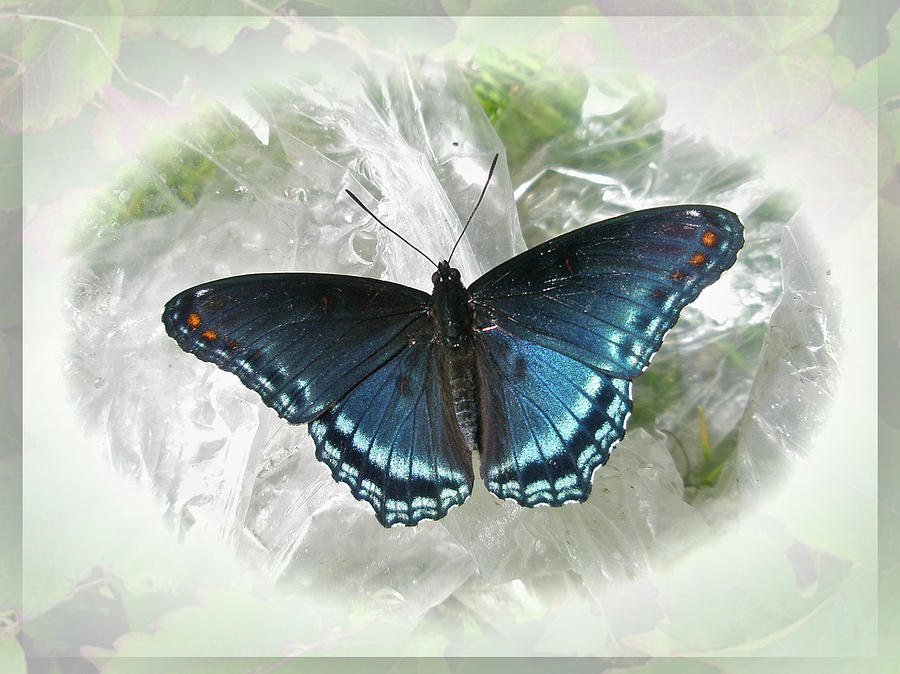 Red-spotted Purple Butterfly - Limenitis Arthemis Photograph