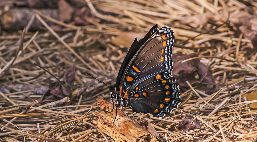 Red-spotted Purple Butterfly Photograph by Michael Whitaker