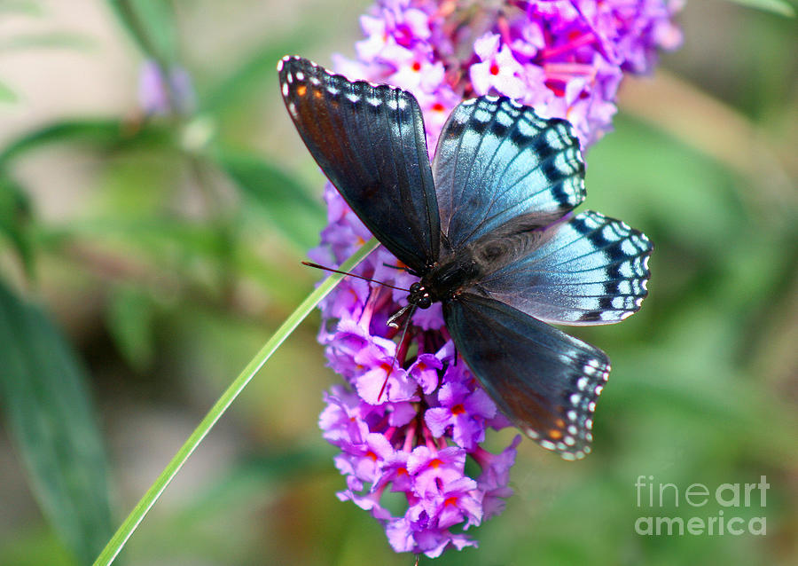 Red Spotted Purple Butterfly on Butterfly Bush Photograph by Karen Adams