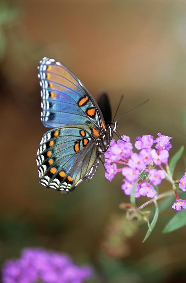 Red-spotted Purple Butterfly Photograph by Sally Mccrae Kuyper/science ...