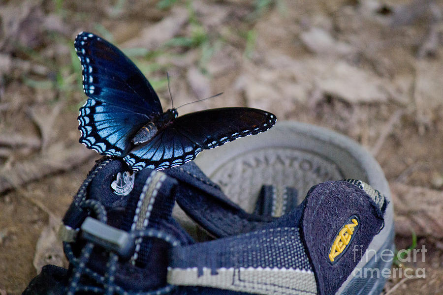 Red Spotted Purple butterfly Photograph by Sandra Clark