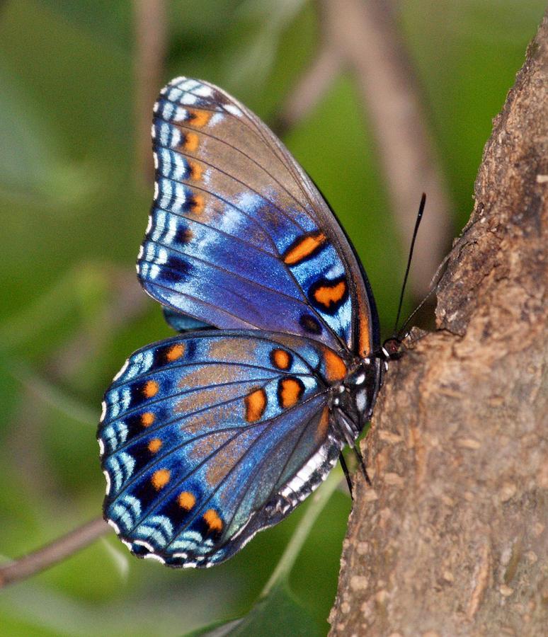 Red Spotted Purple Butterfly Photograph by Sandy Keeton