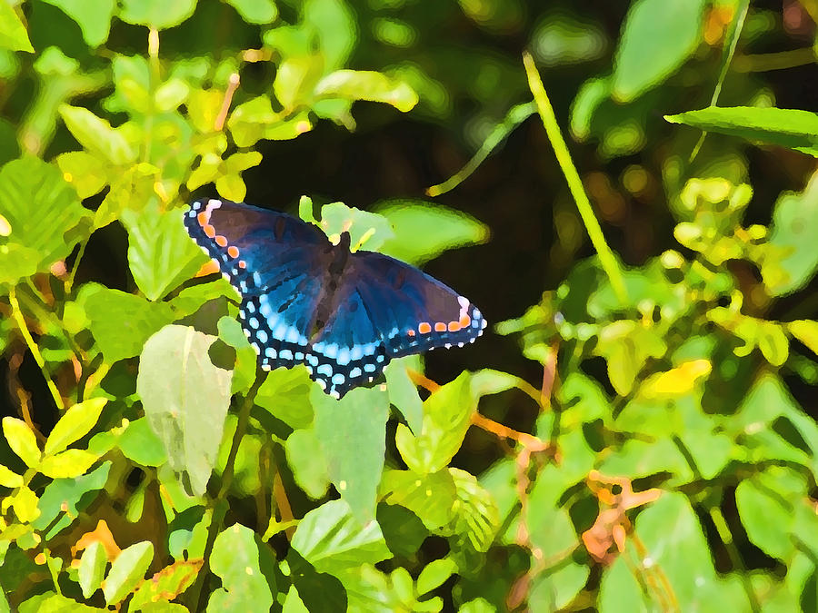 Red Spotted Purple Ins 59 Photograph by Gordon Sarti