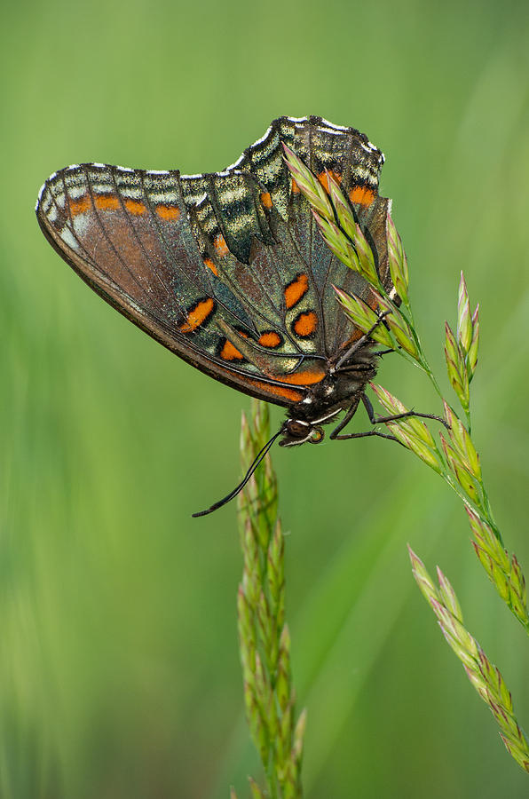 Red-spotted Purple Photograph by Jim Zablotny