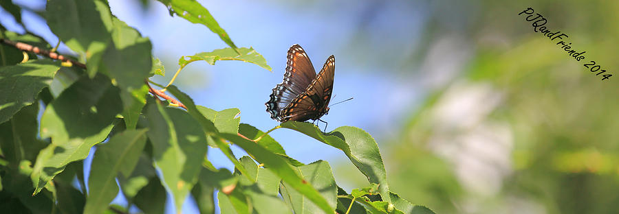 Red-spotted Purple Photograph by PJQandFriends Photography