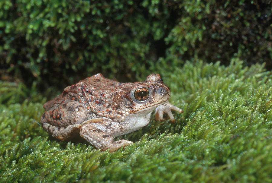 Red-spotted Toad Photograph by Richard Hansen