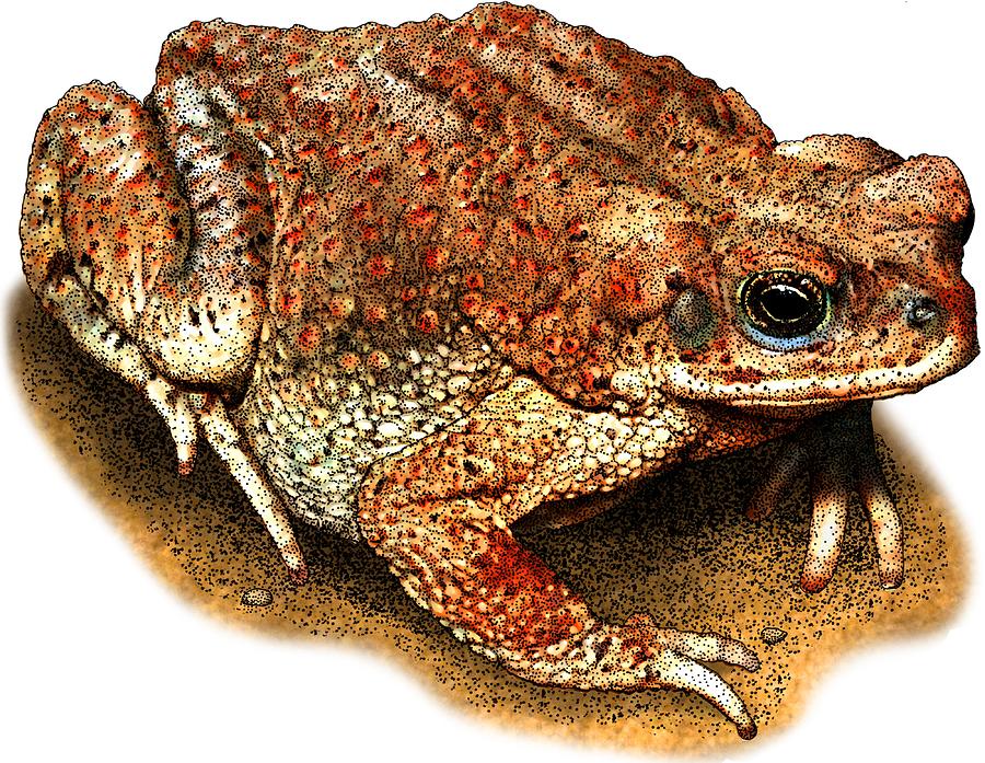 Red Spotted Toad Photograph by Roger Hall