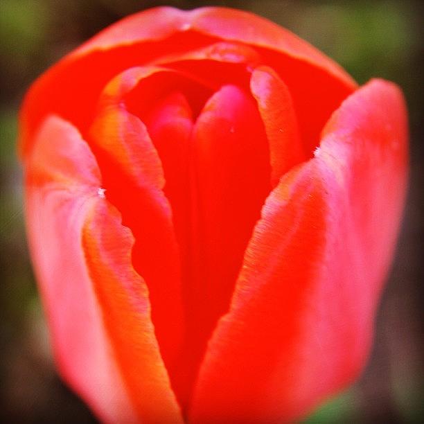 Flower Photograph - Red Spring by Justin Connor