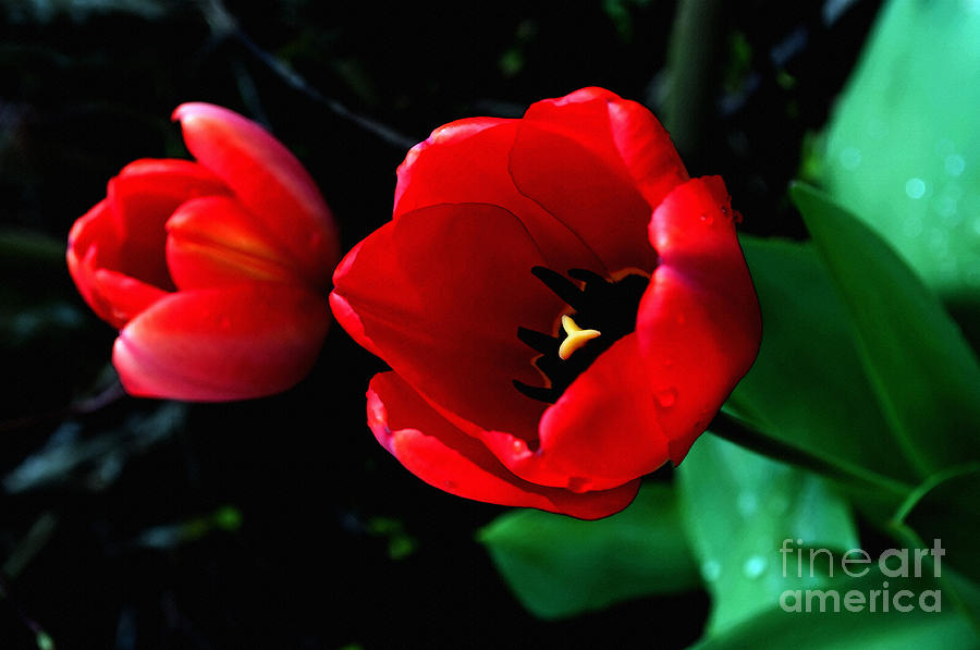 Red Spring Tulip Photograph by Gwyn Newcombe