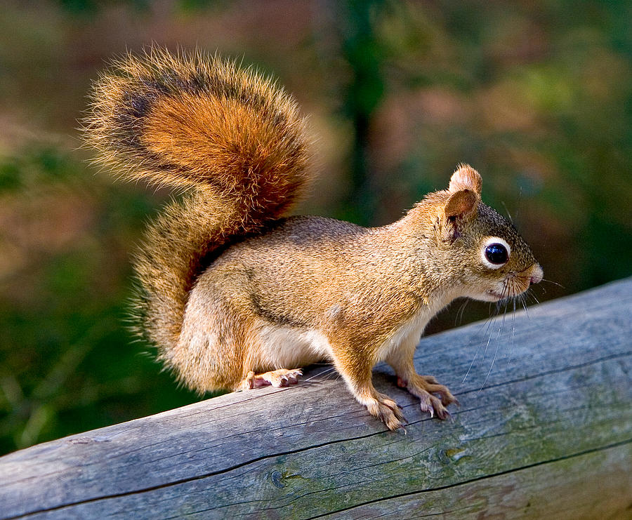 Red Squirrel 7422  Photograph by Brent L Ander