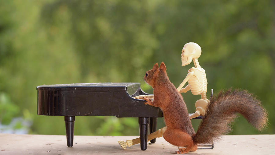 Nature Photograph - Red Squirrel And Skeleton Behind Piano by Geert Weggen