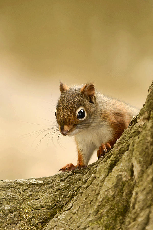 Nature Photograph - Red Squirrel by Ann Bridges