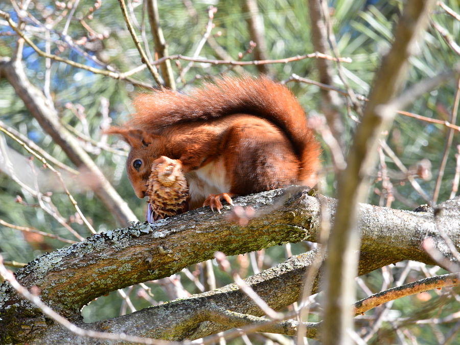 Spring Photograph - Red Squirrel at Lunch by Bishopston Fine Art