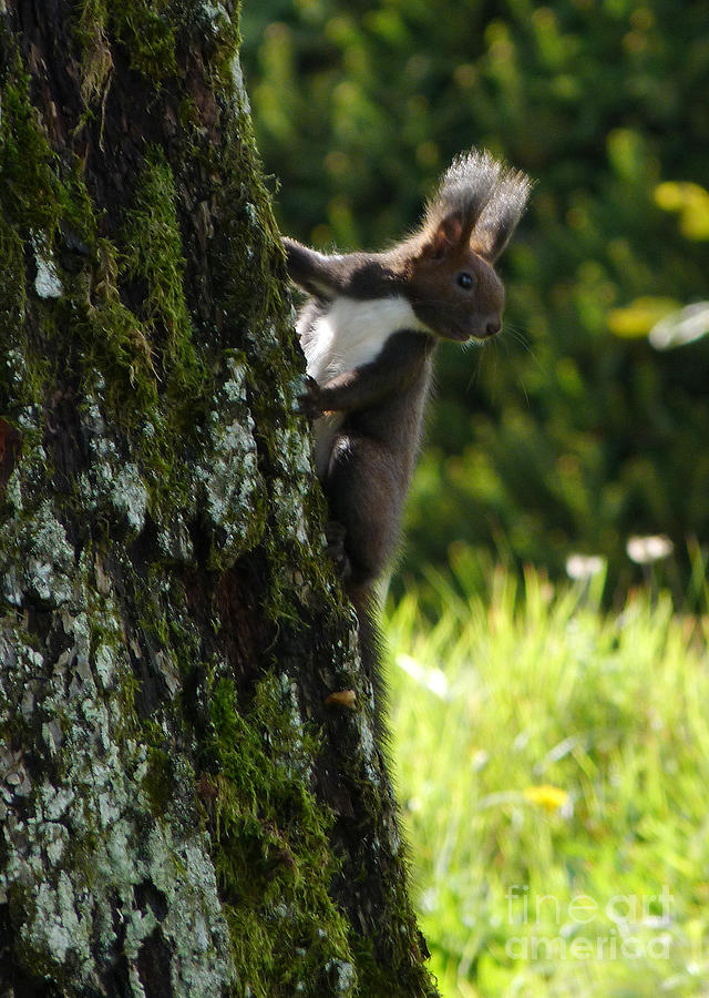 Red Squirrel - Austria Photograph by Phil Banks