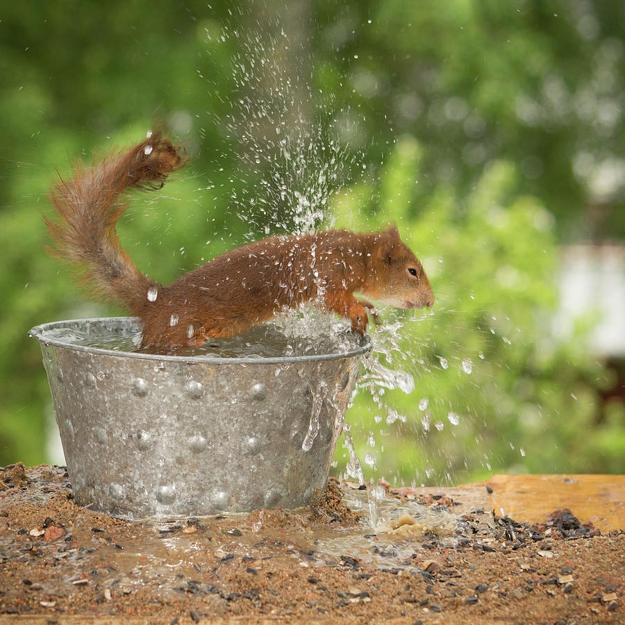 Red Squirrel Bathing In Miniature Photograph by Geert Weggen - Pixels