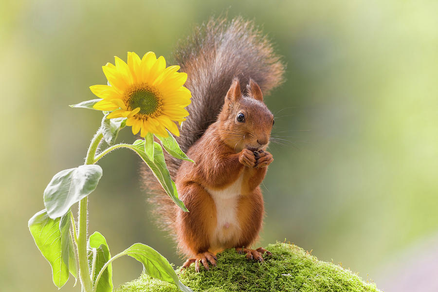 Red Squirrel Beside Sunflower Photograph by Geert Weggen - Fine Art America