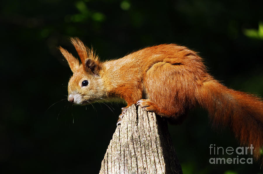 Red Squirrel Photograph by Colin Woods