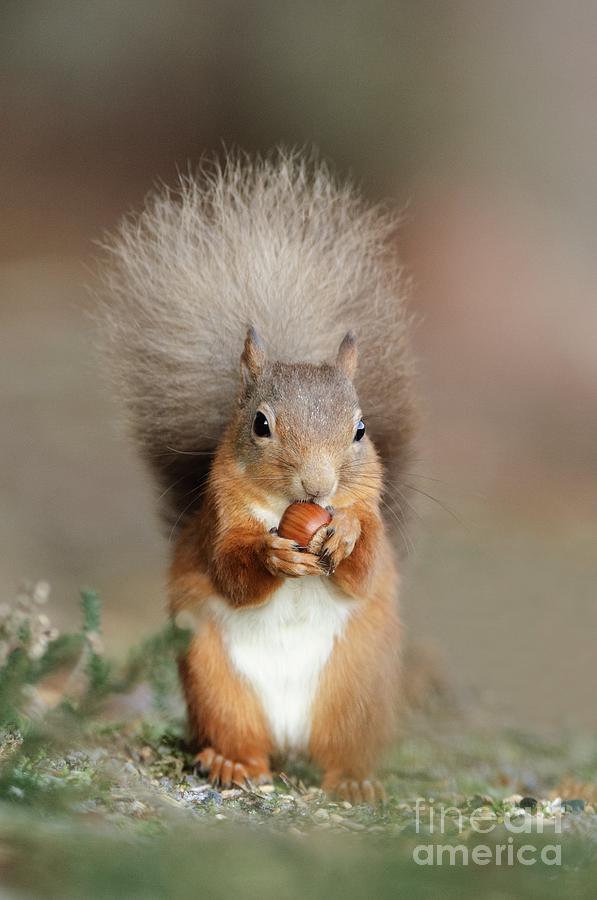 Red Squirrel Eating A Hazel Nut Photograph By Duncan Shaw   Fine Art