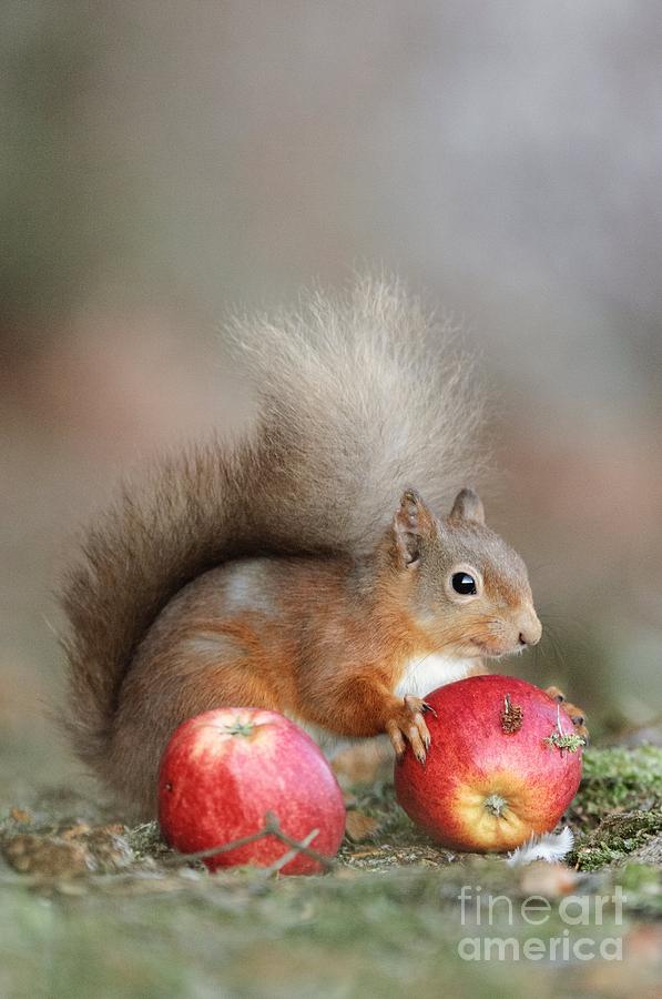 Red Squirrel Eating An Apple Photograph by Science Photo Library 