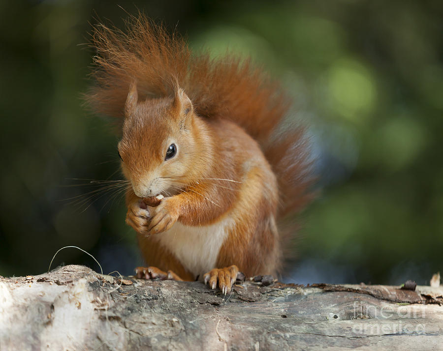 Red Squirrel Eating Hazel Nut Photograph By Philip Pound   Pixels