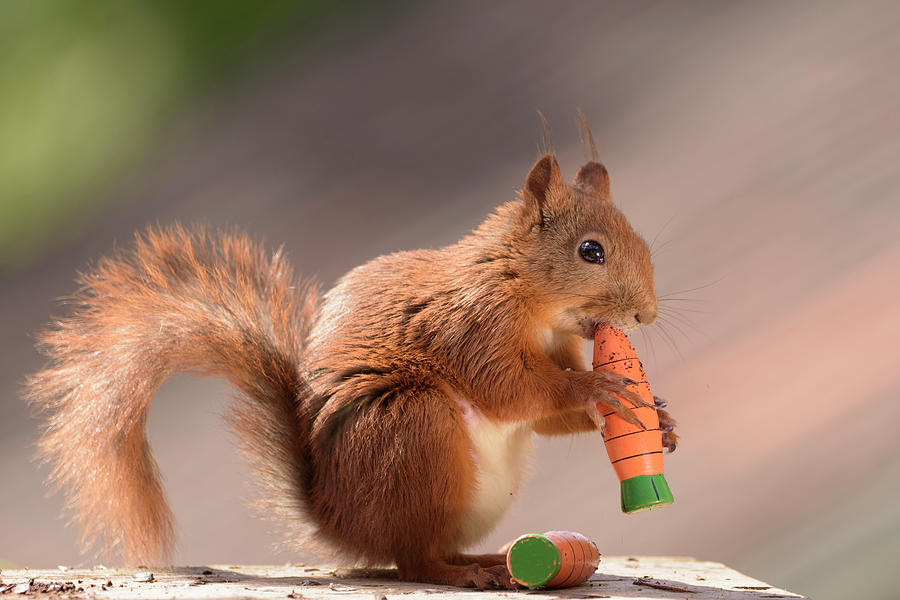 plastic squirrel toy