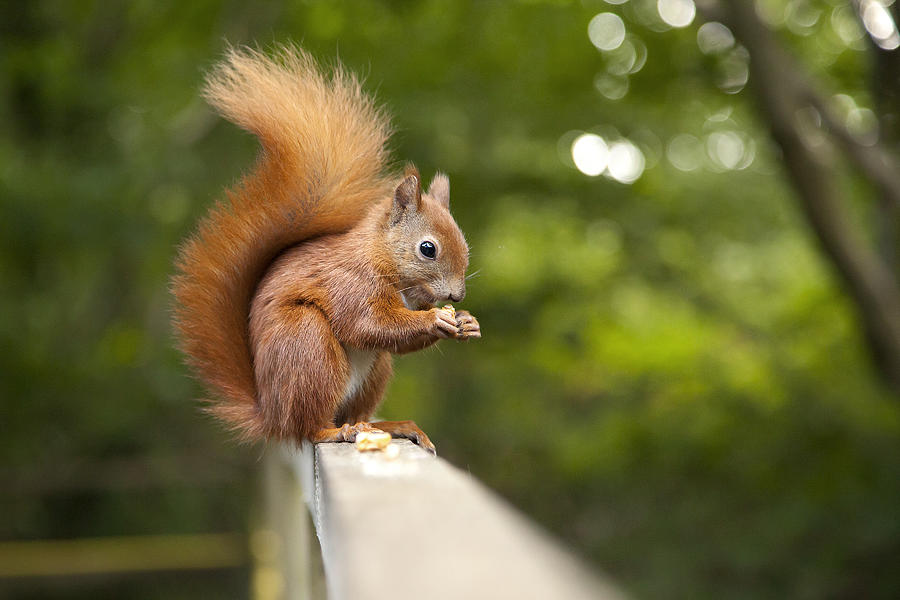 Red squirrel Photograph by Fazer44