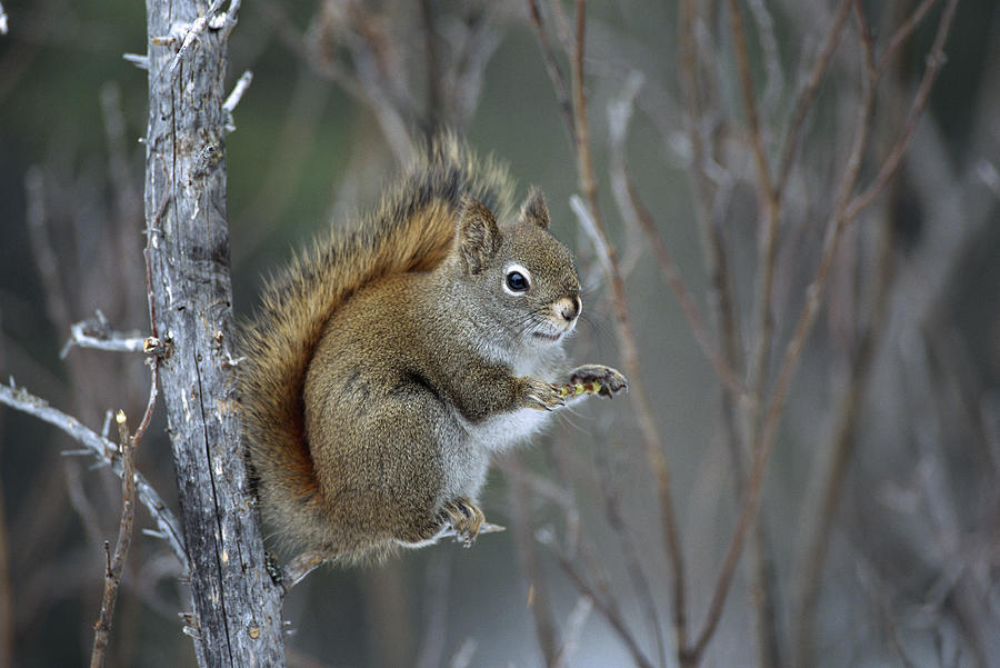 Red Squirrel Feeding On Willows  Alaska Photograph by Michael Quinton