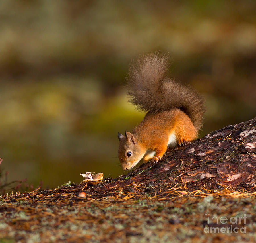 Squirrel Photograph - Red Squirrel in Autumn by Louise Heusinkveld