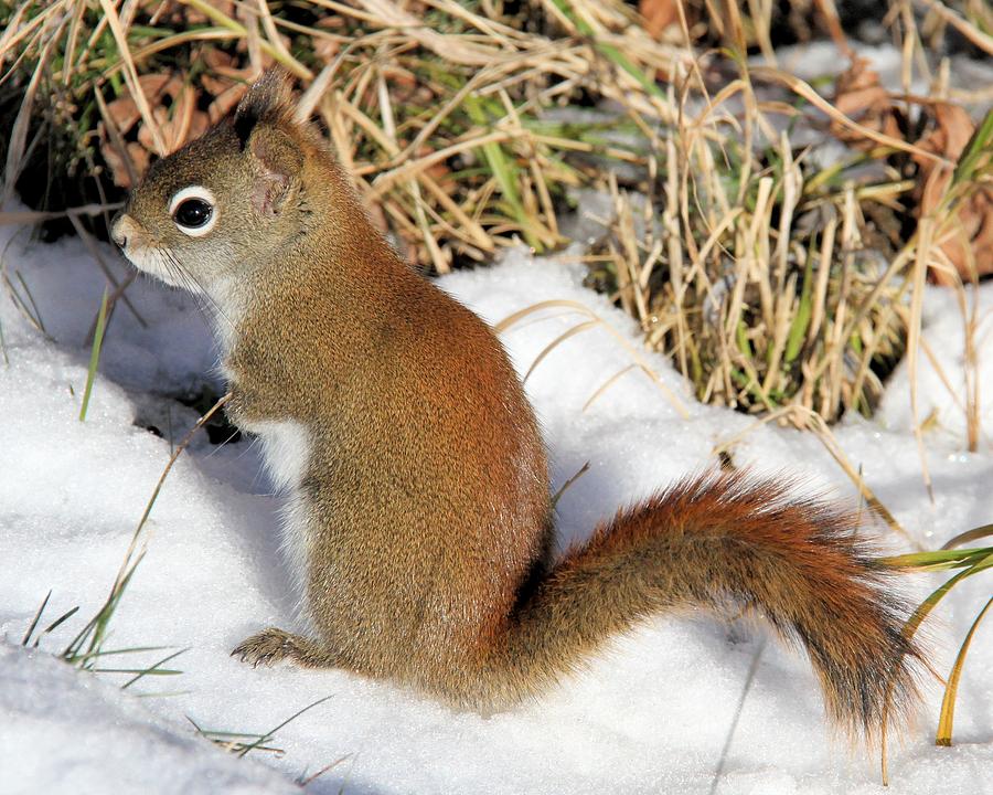Red Squirrel in Snow Photograph by Doris Potter
