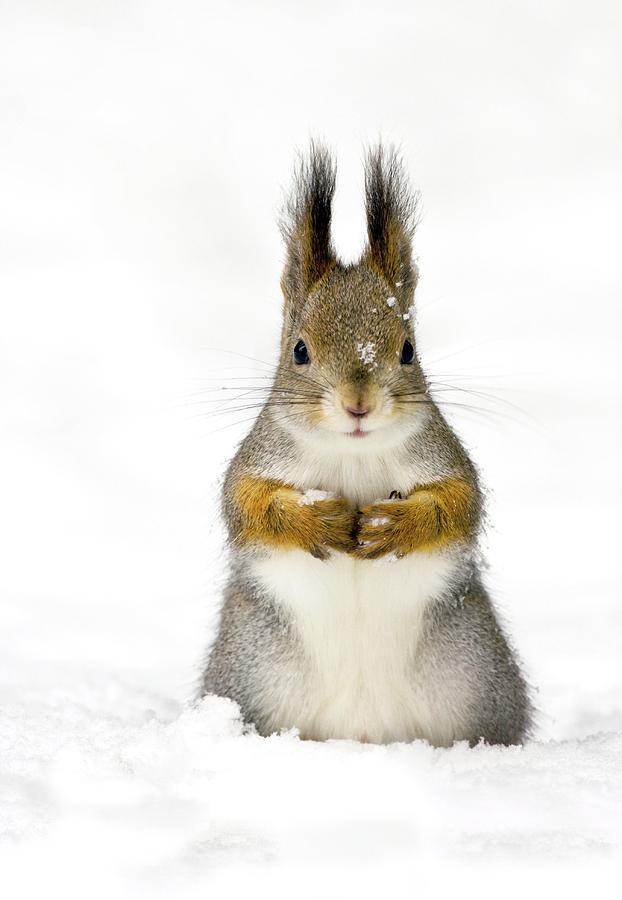 Winter Photograph - Red Squirrel In Snow by John Devries/science Photo Library