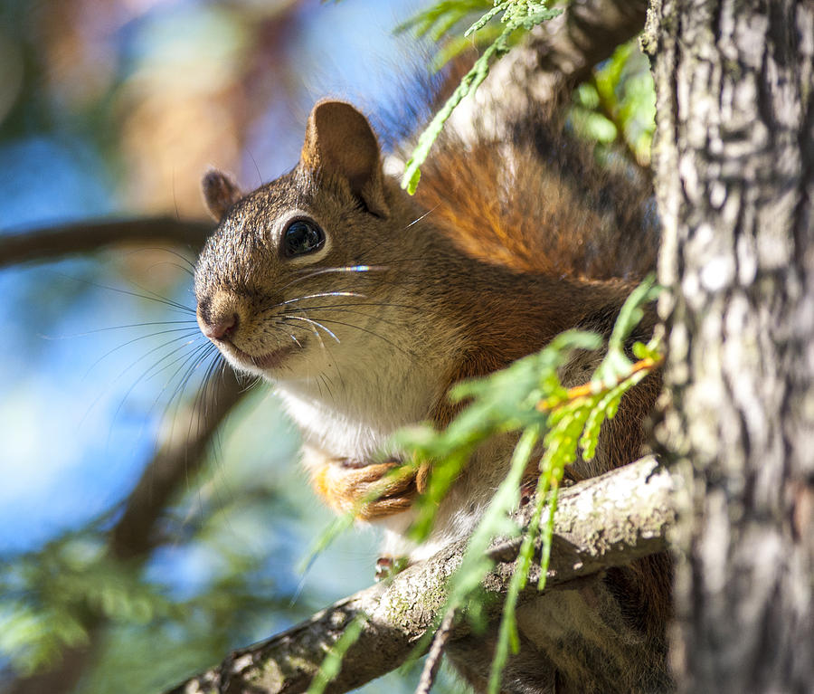 Red Squirrel in the Sun Photograph by Richard Kitchen - Fine Art America