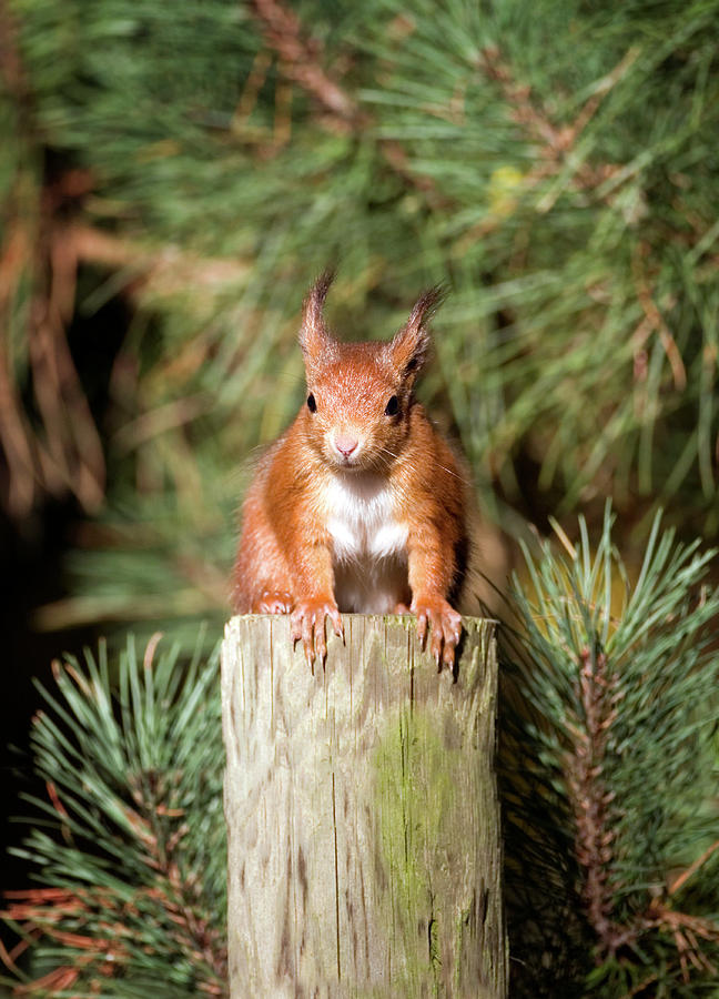 Red Squirrel Photograph By John Devriesscience Photo Library Fine 