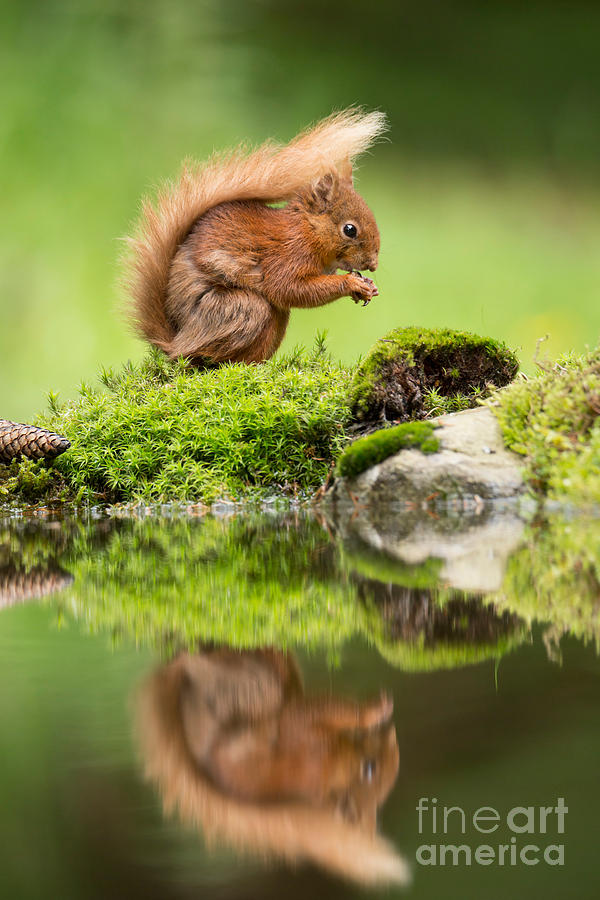 Red Squirrel Photograph by Louise Heusinkveld