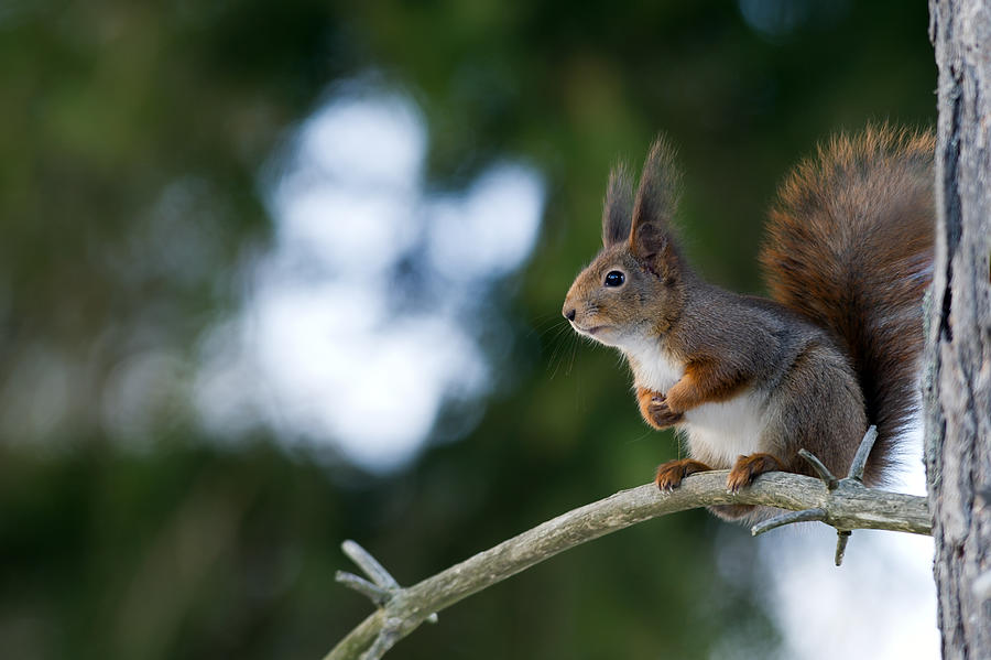 Red squirrel on a pine branch Photograph by Torbjorn Swenelius