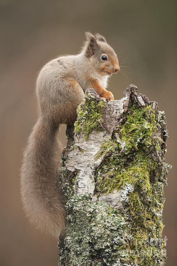 Red Squirrel On A Tree Stump Photograph by Simon Booth - Fine Art America