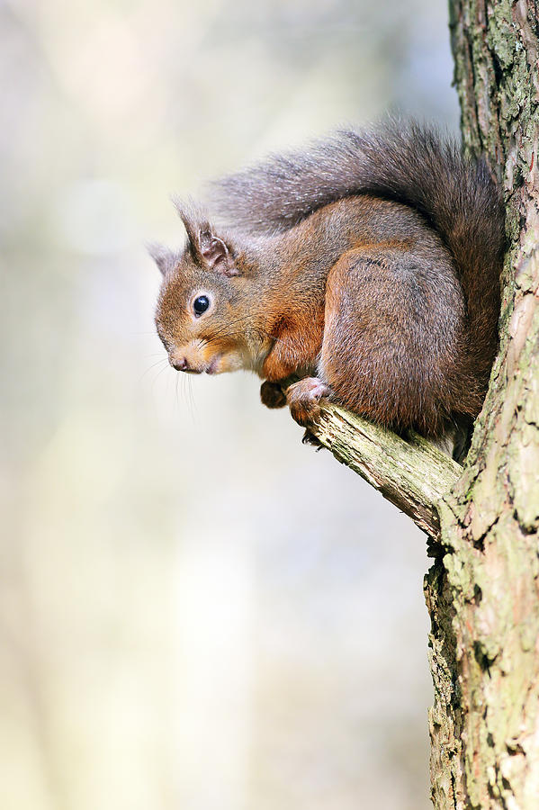 Wildlife Photograph - Red Squirrel on tree branch by Grant Glendinning