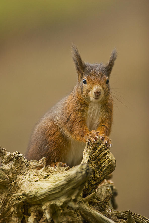 Red Squirrel Photograph by Paul Scoullar
