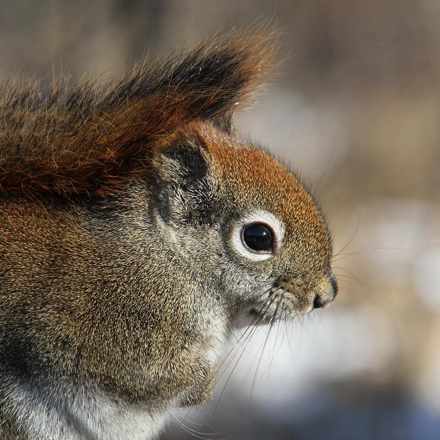 Red Squirrel Portrait Photograph by Doris Potter
